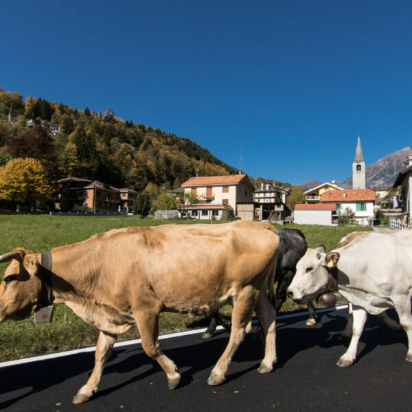 Crodo - transumanza - Valle Antigorio - ph. Marco Cerini